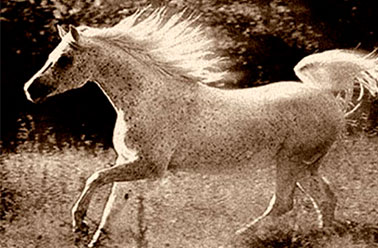 cheval du marquis de Rocozels